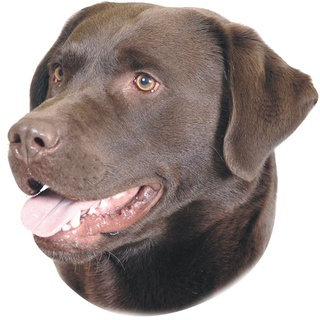 Nobby Aufkleber Labrador braun