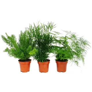 EXOTENHERZ Zierspargel 3er Set 3 verschiedene Asparagus Pflanzen