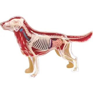 UPIKIT 4D Golden Retriever Anatomie Modell Tier Organ Anatomisches Modell DIY Skelett Medizinisches Lehrmittel