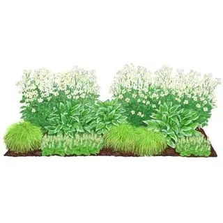 Stauden-Set Schattengarten Weiße Akzente, 12-teilig, Weiß, Lavendel