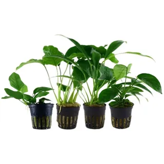 Aquaone Wasserpflanze Pflanzen Set mit 4 Anubias Aquariumpflanzen Set Nr.134
