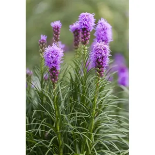Pflanzen Für Dich Liatris spicata, Prachtscharte, violett, ca. 9x9 cm Topf