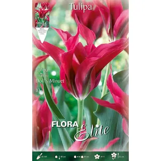 Flora Elite 816048 Tulpe Dolls Minuet (Tulpenzwiebeln)