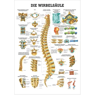 Die Wirbelsäule Lehrtafel Anatomie 100x70 cm medizinische Lehrmittel, Nicht Laminiert