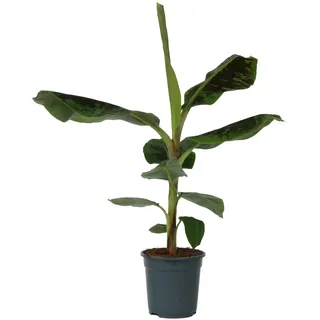 Plant in a Box - Bananenpflanze - Musa 'Dwarf Cavendish' - Höhe 90-100cm