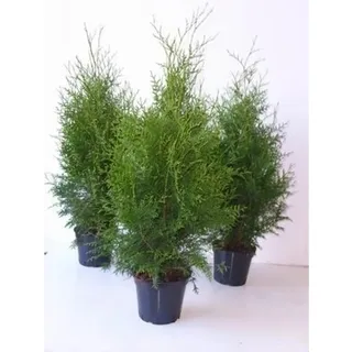pflanzen-für-dich.de Thuja occidentalis 'Brabant' 80-100 cm