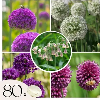 Plant in a Box - 80 Stk - Blumenzwiebeln - Mehrfarbig