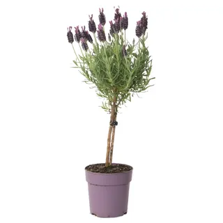 Plant in a Box - Lavendelbaum - Lavandula stoechas 'Anouk' - Höhe 30-40cm - Topf 12cm