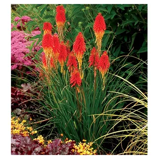 Stauden Gänge 1 x Kniphofia 'Papaya Popsicle' (Winterhart/Staude/Dauerblüher/Bienenferundlich/Mehrjährig) Fackellilie - Hingucker der den ganzen Sommer über bis tief in den Herbst hinein blüht