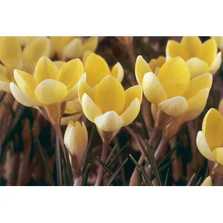 Ideal für Bienenfreunde: Duftende Wild - Krokusse "Romance" Gr. 6/7, 500 Blumenzwiebeln