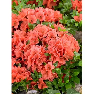 Pflanzen Für Dich Rhododendron obt. 'Geisha orange', orange Blüten, 25–30 cm