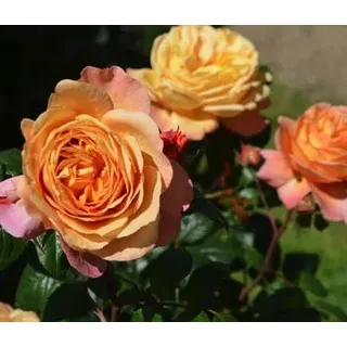 Nostalgie®-Edelrose 'Capri®', Orange, Apricot