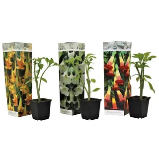 Plant in a Box - Brugmansia Höhe 25-40cm