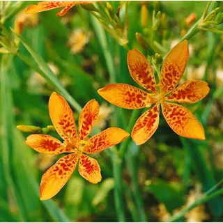 Pflanzen für Dich Staude Belamcanda chinensis, 1 St., Leopardenblume, Leopardenschwertel