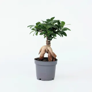 Plant in a Box - Bonsaibaum - Ficus microcarpa - Höhe 30-40cm - Topf 12cm