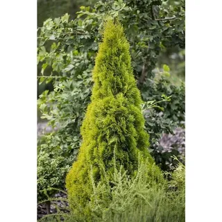 Thuja occidentalis 'Golden Smaragd' -r- c 12 80- 100 Lebensbaum 'Golden Smaragd'®