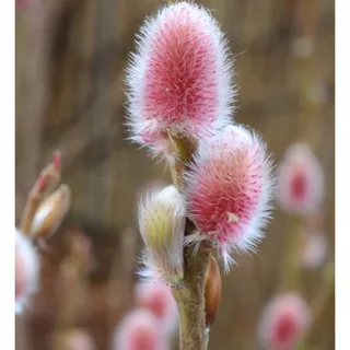 die nr-01.de Rote Japanische Kätzchenweide Mount Aso 40-60cm - Salix gracilistyla