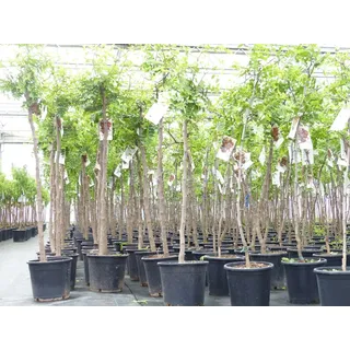 grünwaren chin. Dattel 150 - 170 cm Dattelbaum 5 - 8 cm Stammumfang, Ziziphus jujuba,