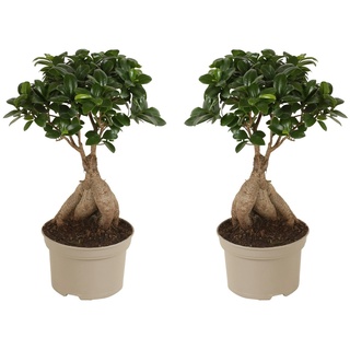 Plant in a Box - Ficus microcarpa Ginseng 2er Set Bonsai Baum - Höhe 30-40cm