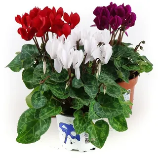 Alpenveilchen, 3 bunte Cyclamen persicum Pflanzen