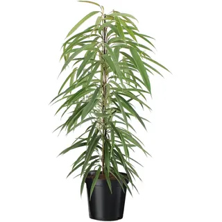 Plant in a Box - Geigenpflanze - Ficus binnendijkii - Höhe 100-110cm - Topf 21cm