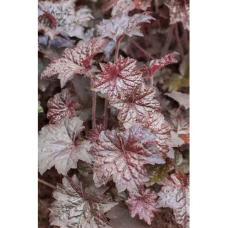 Pflanzen Für Dich Heuchera micrantha 'Palace Purple', Purpurglöckchen, ca. 9x9 cm Topf