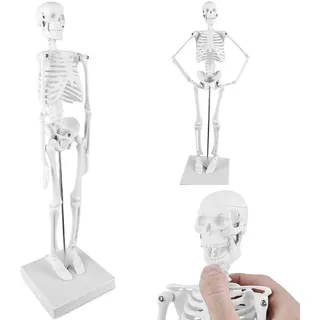 TOATELU Menschliches Anatomie Skelett: 17,7"(45cm) Mini-Mensch-Skelett-Modell Für Anatomie Und Bewegliche Arme Und Beine Auf Kunststoffbasis, Anatomie Modell Leicht zu Tragen und für Studium