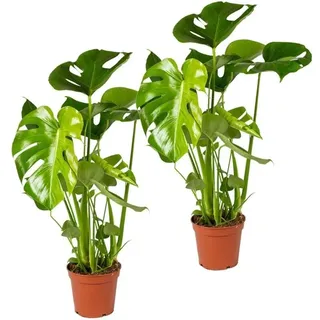 2er Set - Monstera Deliciosa - Fensterblatt - Zimmerpflanzen - Pflegeleicht - Luftreinigend - Höhe 50-70 cm - Topf 17 cm - Bloomique