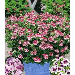 BALDUR Garten 3x Duft-Geranie 'Moskito-Schocker®', Pflanzen im 10,5 cm-Topf, zitronenartiges Aroma gegen Mücken & Wespen, ideal für Kübel & Balkonkästen, farbenfrohe Mischung