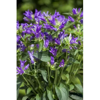 Pflanzen Für Dich Campanula glomerata 'Acaulis' Glockenblume, violett, ca. 9x9 cm Topf