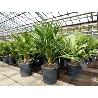grünwaren Palme "Vulcano" 70 cm Zwergpalme Chamaerops Humilis, winterhart bis -12°C
