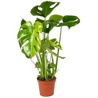 Bloomique Monstera Deliciosa - Zimmerpflanzen - Luftreinigend - Topf 17 cm