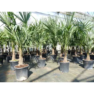gruenwaren jakubik Trachycarpus fortunei cm Palme Hanfpalme, winterhart bis -18°C