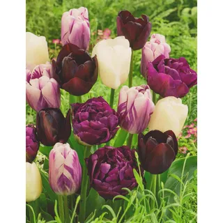 50 Tulpenzwiebeln weiß/lila/schwarz gemischt Blumenzwiebeln