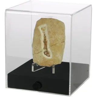 Präsentationscube.Aus hochwertigem Acryl.Format 120 x 120 x 140 mm Höhe.Schwarzer stabiler Boden / SAFE Schwäbische Albumfab / Bei Hugendubel