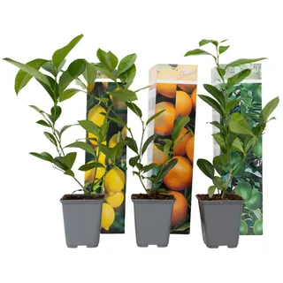 Plant in a Box - 3er Set - Zitronenbaum, Orangenbaum, Limettenbaum - Topf 9cm - Höhe 25-40cm