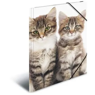 A4 katzen
