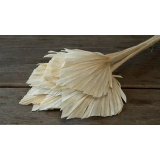 Trockenblume Palmenblatt Speer groß, in Gebleicht Weiß, 10 Stück, ca. 30-40cm, NaDeco