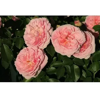 Beetrose  (Rosa 'Kurfürstin Sophie' ®, Rosa)