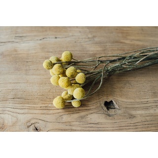 Trockenblume Craspedia globosa getrocknet im Bund mit 10 Stiele Trockenblumen, NaDeco