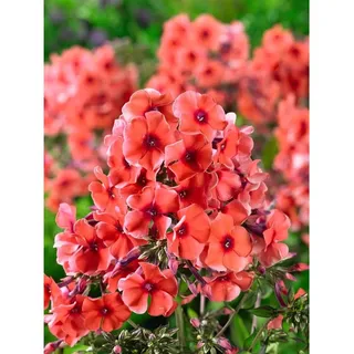 Pflanzen Für Dich Phlox paniculata 'Tequila Sunrise' R p 1