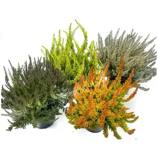 Calluna Vulgaris, 4 Sunset Girls, Besenheide, Heidepflanzen
