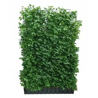 Hecke am laufenden Meter® Kletternder Spindelstrauch 'Coloratus', ca. 180 cm, Dunkelgrün