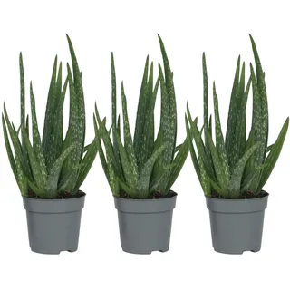 Plant in a Box - Aloe barbadensis - Höhe 25-40cm