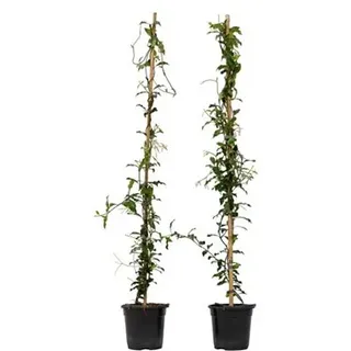 PFLANZENFREUND Toskanischer Jasmin XL immergrün duftend 2 Pflanzen Höhe ca. 110-120cm
