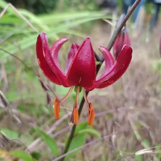 Lilienzwiebeln : Lilie Lilium martagon - Türkenbundlilie " Claude Shride " 1 Blumenzwiebeln