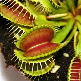 EXOTENHERZ Venusfliegenfalle Dionaea muscipula 9cm Topf
