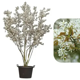 Kupfer-Felsenbirne  (Amelanchier × lamarckii, Topfvolumen: 18 l, 200 cm - 250 cm)