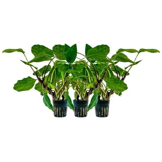 Aquaone Wasserpflanze Aquarium Pflanze 3 Stück Lagenandra sp green Topf Nr.304