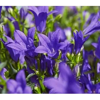 Teppich-Glockenblume, Lila